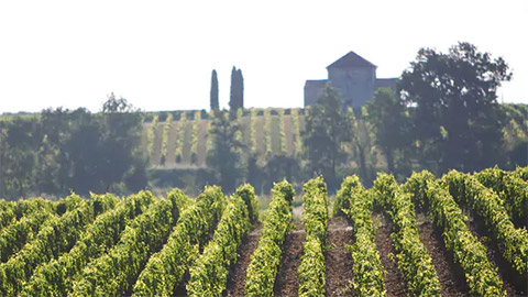 Chateau Calon-Segur