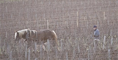 2021 Burgundy en primeur