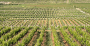 2025 Bordeaux en primeur new releases