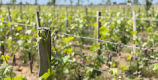 2025 Bordeaux en primeur released
