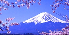 Mount Fuji at cherry blossom time