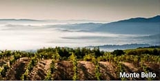 The Monte Bello vineyard