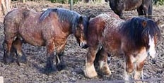 Horses from Domaine Arlaud