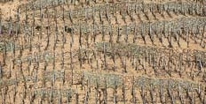 2011 Rhone en primeur