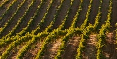 Ridge Vineyards Monte Bello