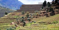 2011 Fladgate, Niepoort and Vale Meão vintage port declaration 
