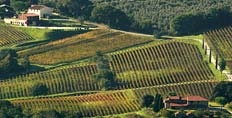 Grattamacco: the real Bolgheri