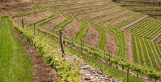 Quinta do Noval