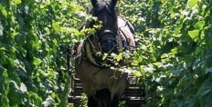 Horse mowing a Zind Humbrecht vineyard