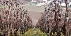 2014 Burgundy en primeur round-up