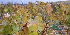 2012 Chablis en primeur
