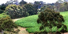 Leeuwin Estate