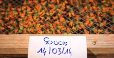 Marigold drying at Climens