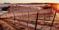 Rochioli vineyards in winter copyright Kim Carroll