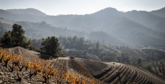 2020 NerinTerra Priorat