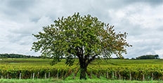 The Beech of Castillon