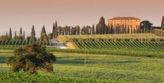 Argiano Vineyards