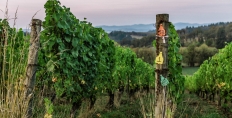 Bishop Creek Vineyard, Oregon