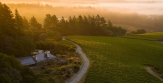 Bodega Ridge vineyard
