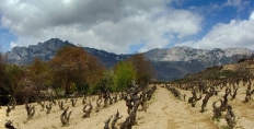 Bodegas Pujanza's Finca La Valcabada vineyard
