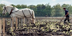 Domaine de Chevalier