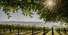 Hambledon Vineyard