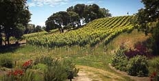 Freeman Gloria Vineyard