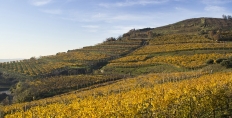 Monte Foscarino, Soave