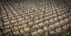 Vines at Chateau Lafite