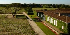 Meyney vineyard