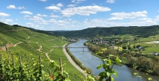 Molitor vineyards, Mosel valley