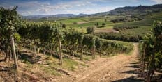 The Monvigilero vineyard in Verduno, Barolo