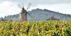 Moulin-à-Vent: getting a second wind