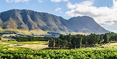 Newton Johnson Family Vineyards