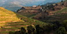 Niepoort Quinta de Napoles (Douro)