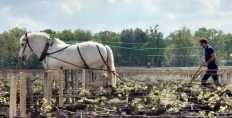 Horse in the vineyards, Bordeaux