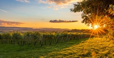 Tillington Vineyard at sunset