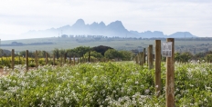 Meerlust vineyards, Stellenbosch