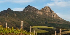 The view from the vineyards at Kanonkop