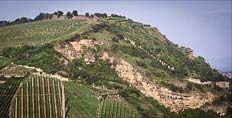 Riesling in the Heimbourg vineyard