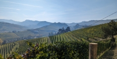 Cannubi vineyard, Barolo