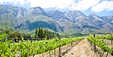 Tulbagh mountain vineyards