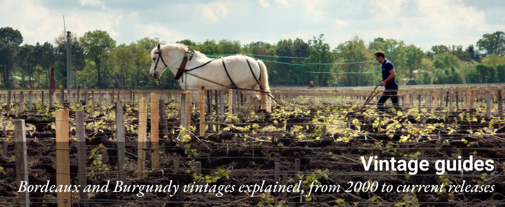 horse plowing a vineyard in Bordeaux, with the text 'Vintage guides'