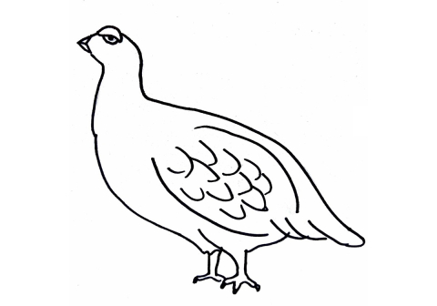 Grouse for the Glorious 12th