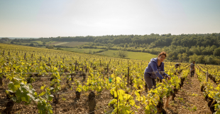 Marie Jacqueson in the vineyard