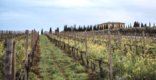 Argiano vineyards
