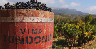 Harvest in Vina Tondonia