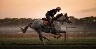 Sassicaia racehorse