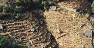 Terraced vineyards in Ribeira Sacra