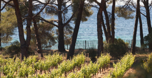 Domaines Ott* Clos Mireille